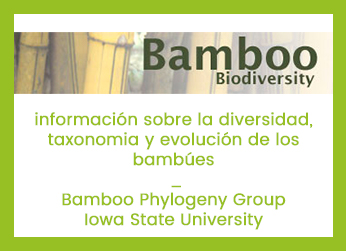 Tiles bamboo biodiversity
